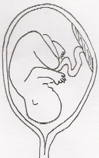 semana de embarazo 29